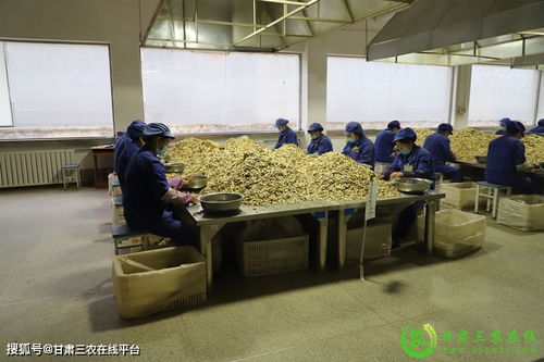 隴西縣實現道地中藥材生產全程可追溯環保建設工程